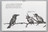 Raymond Pettibon. Plots on Loan. 2000