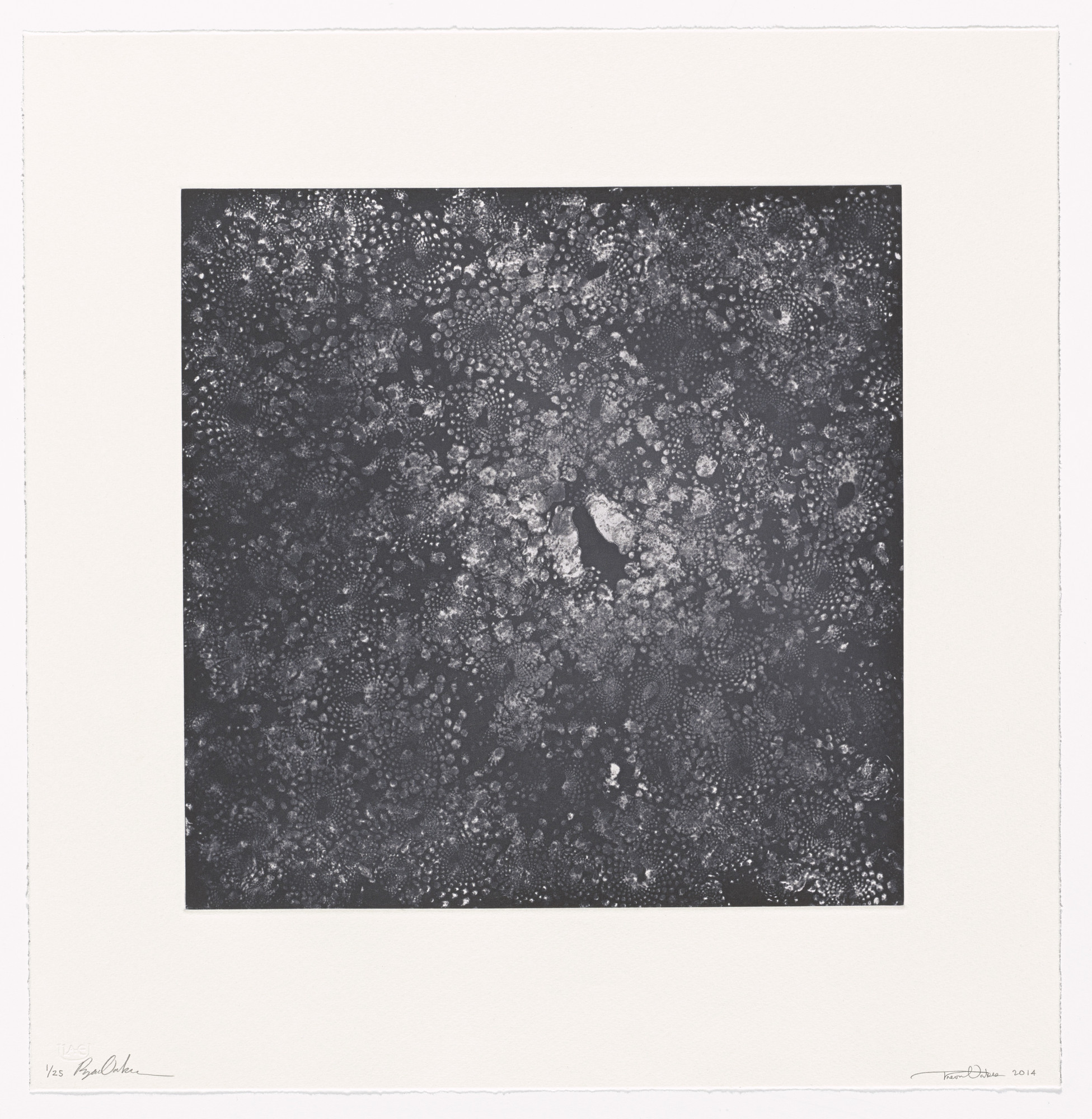 Ryan Oakes, Trevor Oakes. Cauli-Cosmos