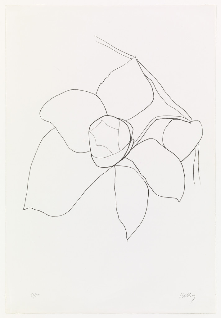 Camellia II from Suite of Plant Lithographs