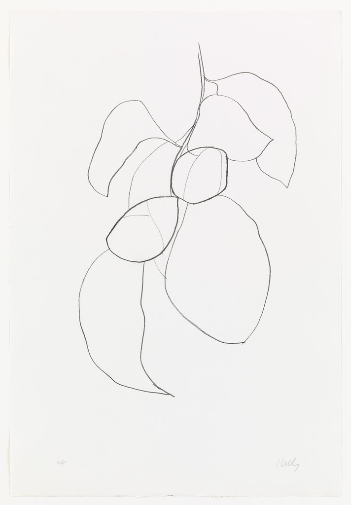 Camellia III from Suite of Plant Lithographs