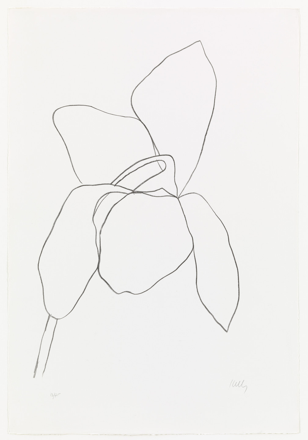 Ellsworth Kelly. Cyclamen I from Suite of Plant Lithographs