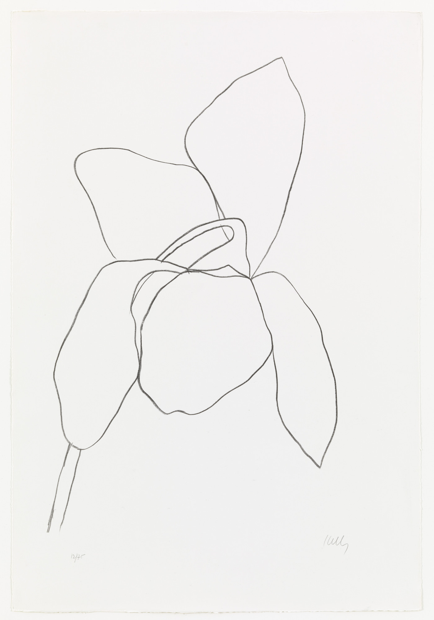 Ellsworth Kelly. Cyclamen I from Suite of Plant Lithographs. 1964