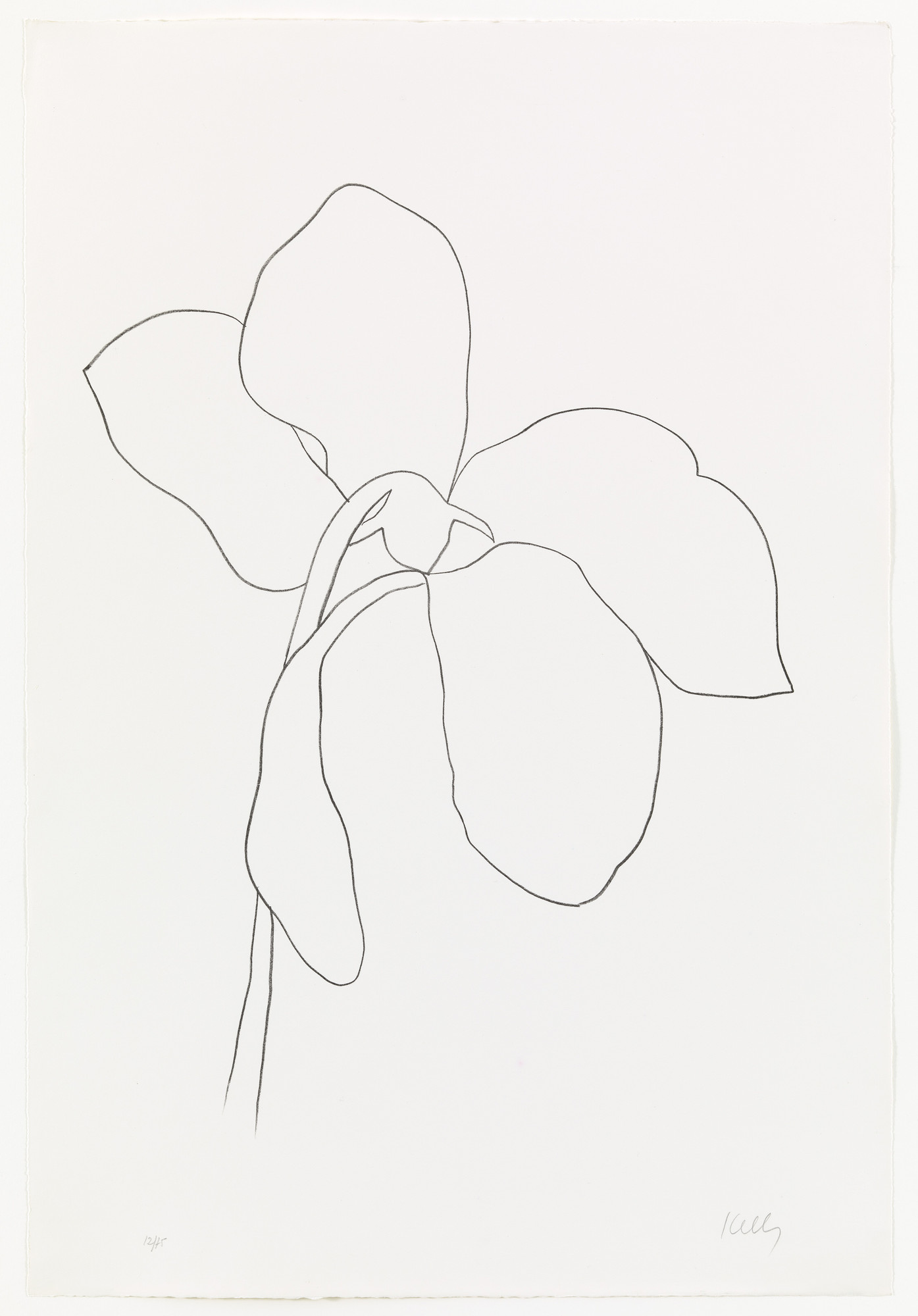 Ellsworth Kelly. Cyclamen III from Suite of Plant Lithographs