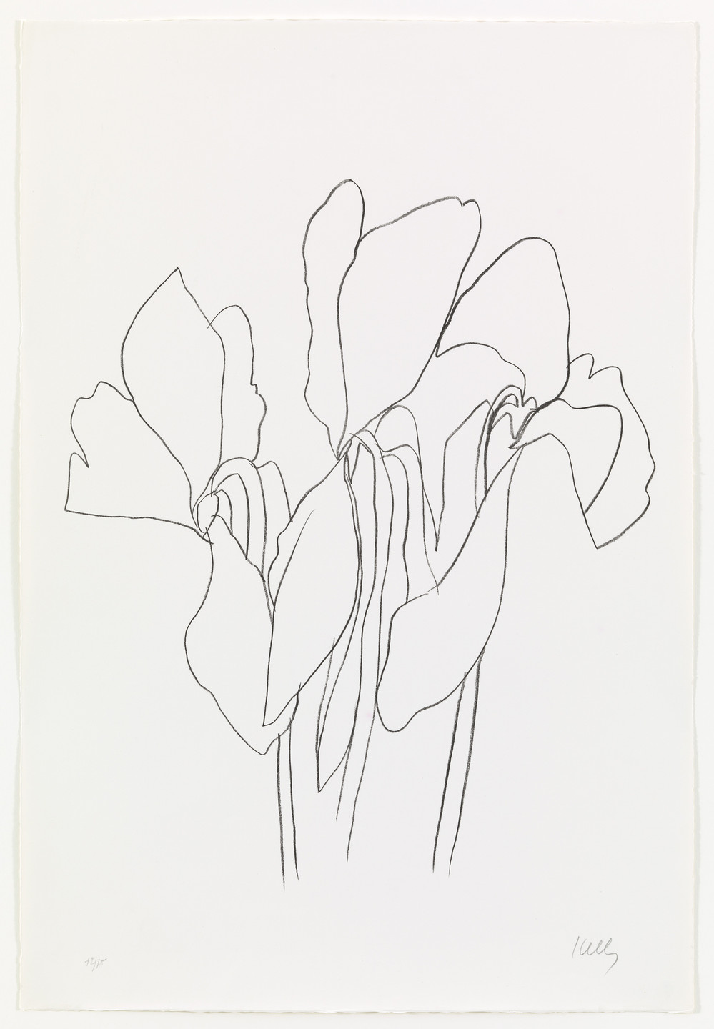 Ellsworth Kelly. Cyclamen V from Suite of Plant Lithographs. 1964–65, published 1966