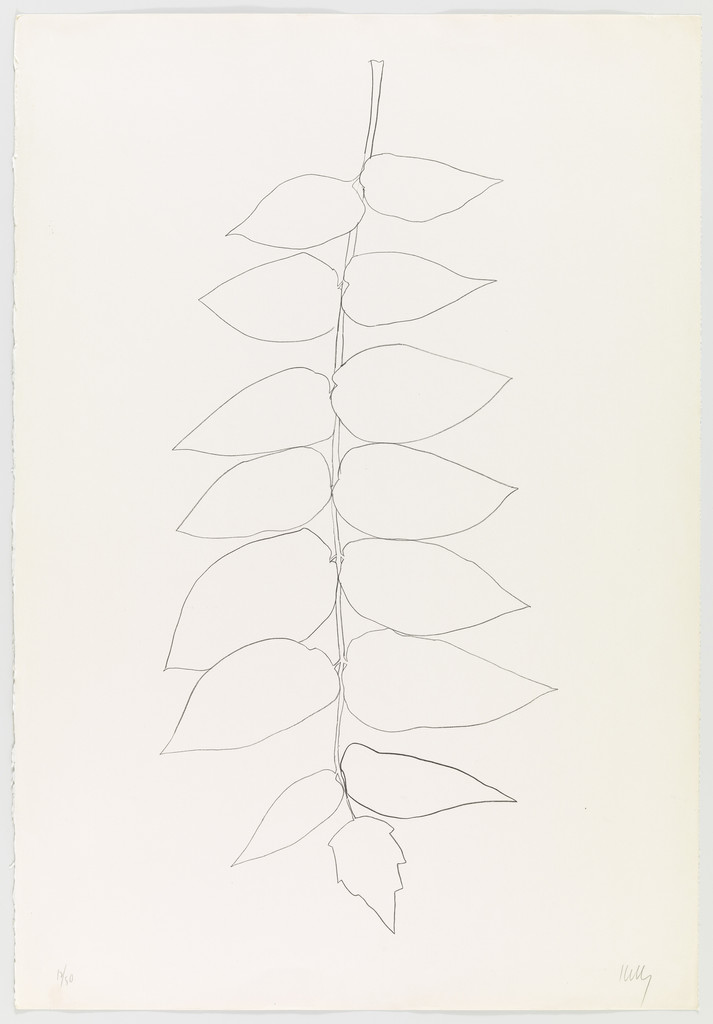 Ailanthus Leaves II (Vernis du Japon II) from Suite of Plant Lithographs
