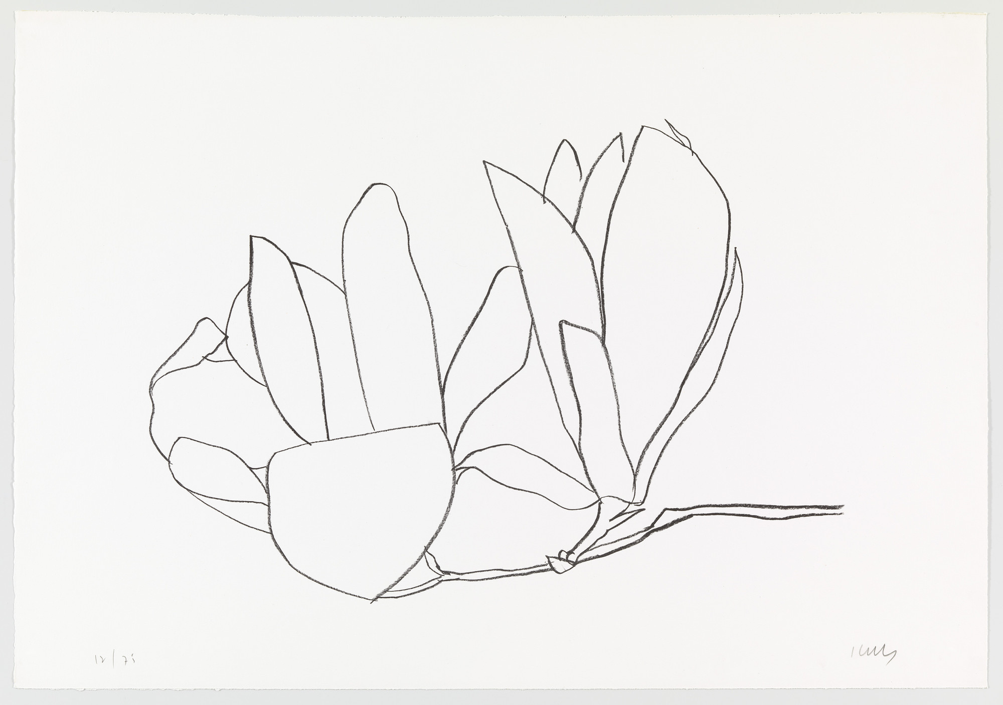 Ellsworth Kelly. Magnolia from Suite of Plant Lithographs