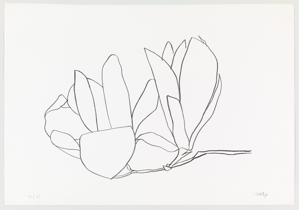 Magnolia from Suite of Plant Lithographs