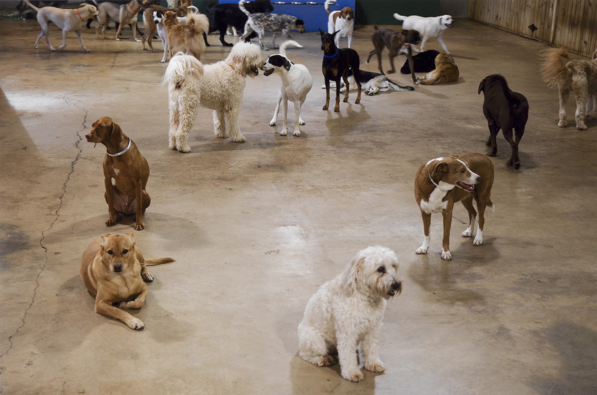 dog care center number