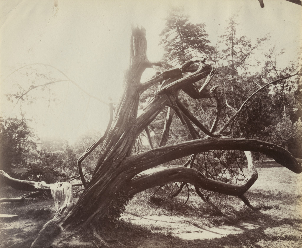 Trianon, Arbre