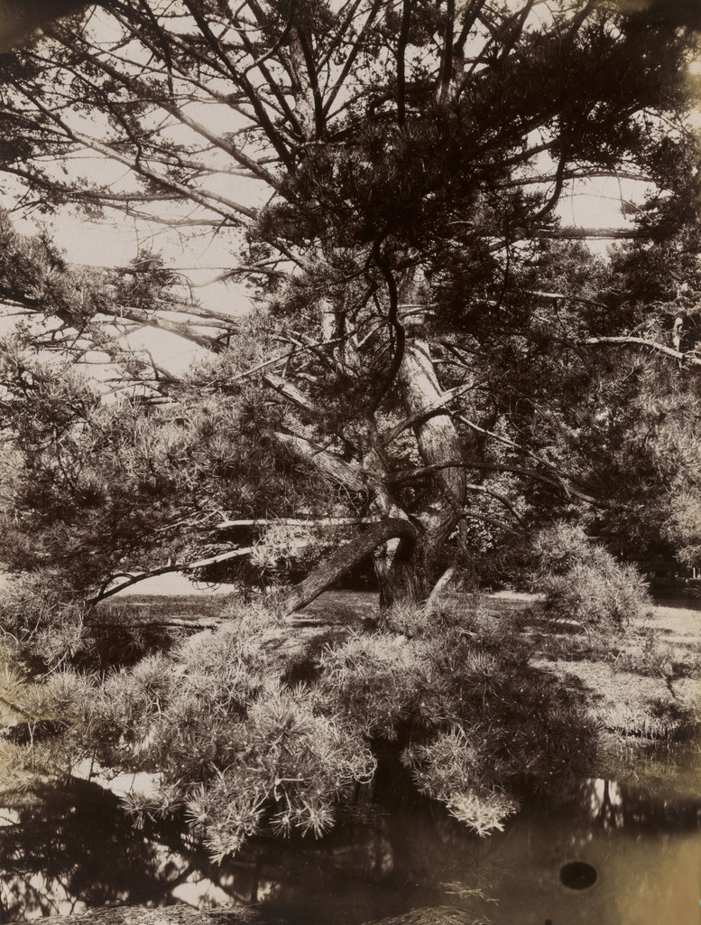 Trianon, sapin