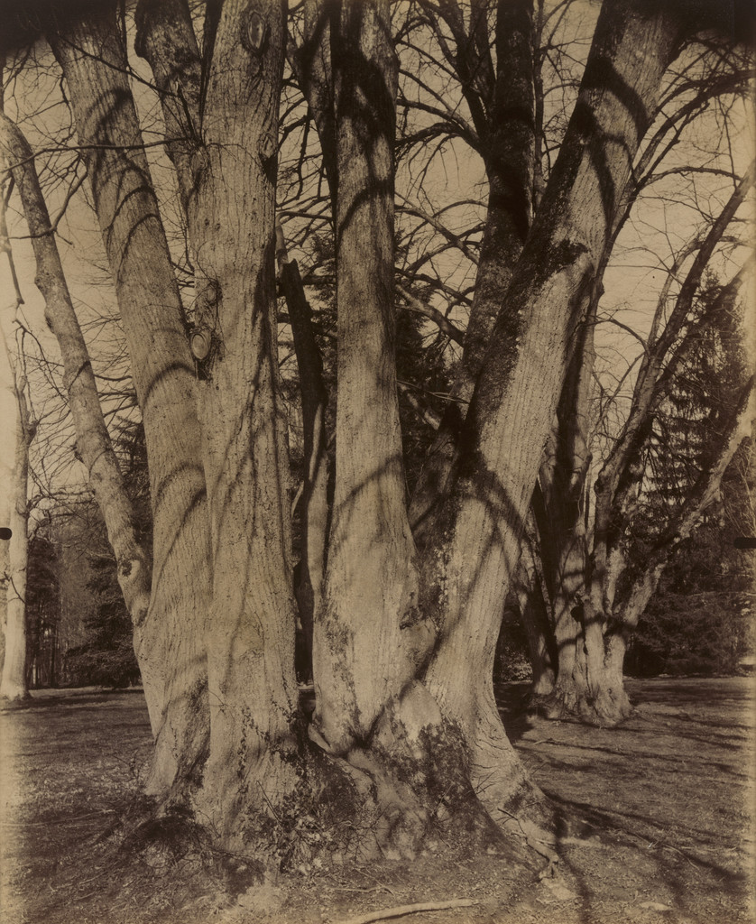 Tilleuls (Trianon)