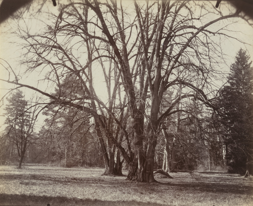 Arbre, Trianon