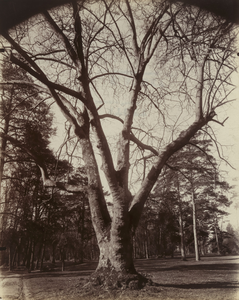Platane (Trianon)