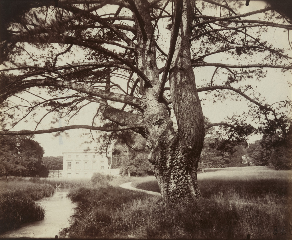 Trianon, sapin