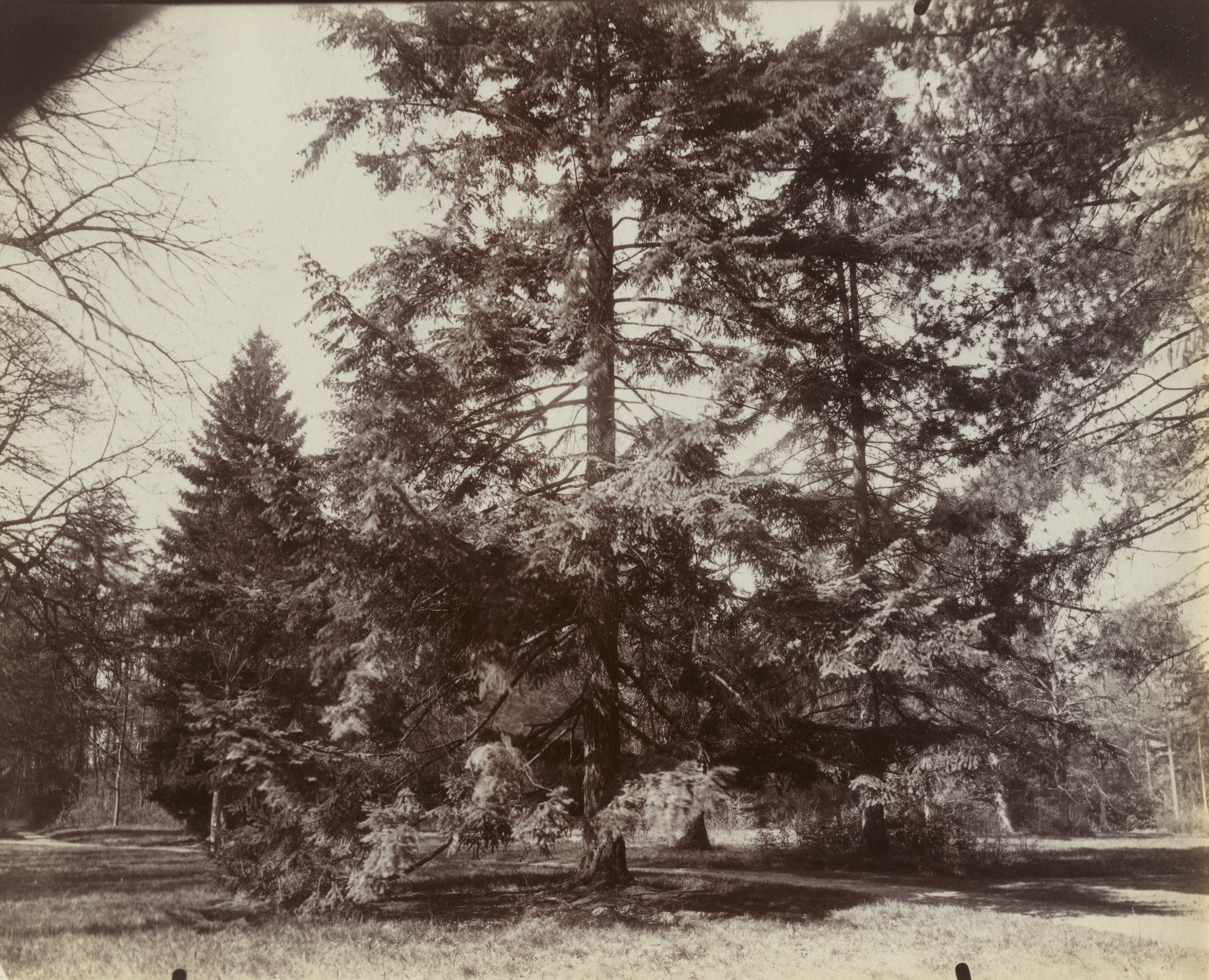 Eugène Atget. Trianon, sapin