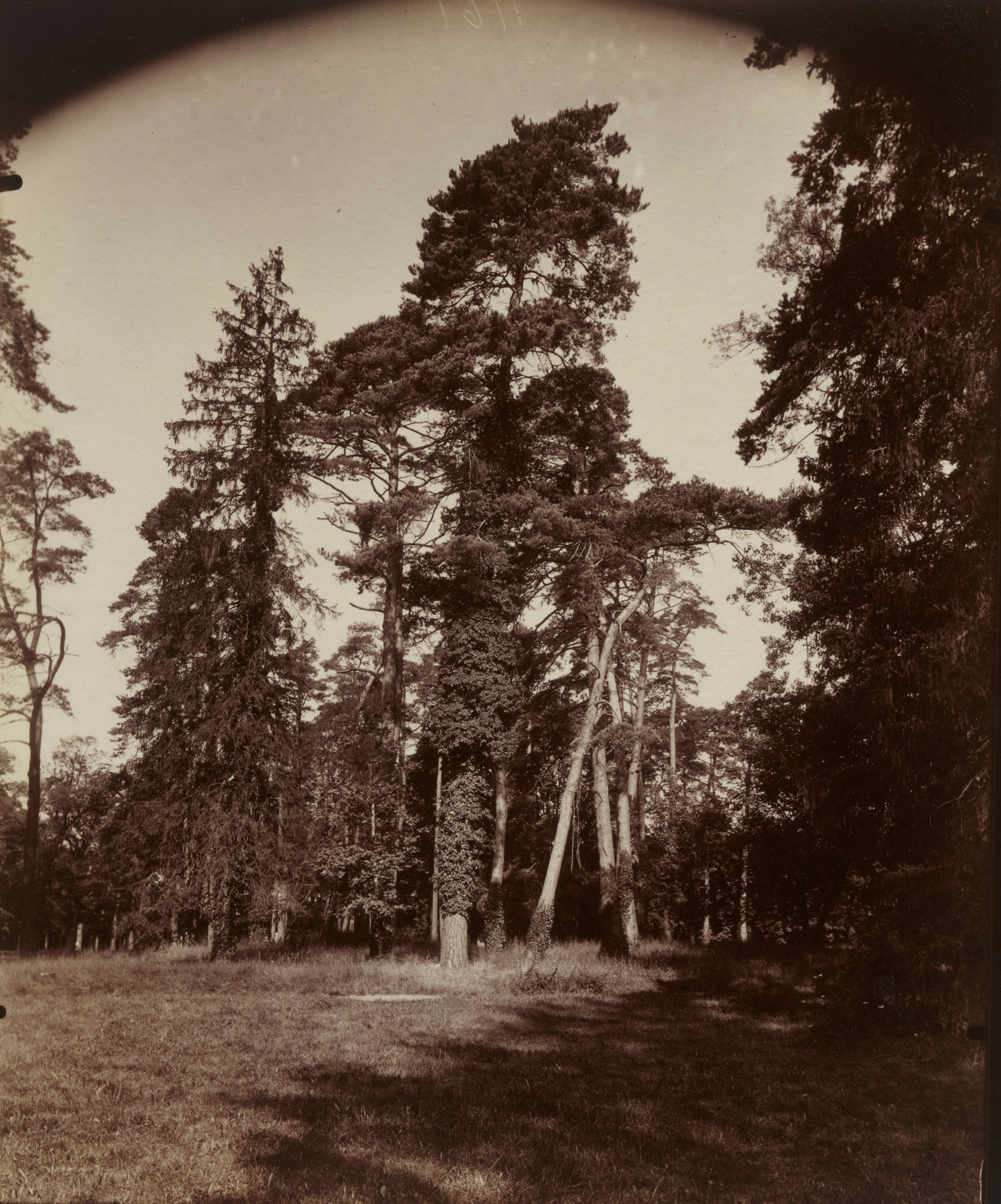 Eugène Atget. Trianon