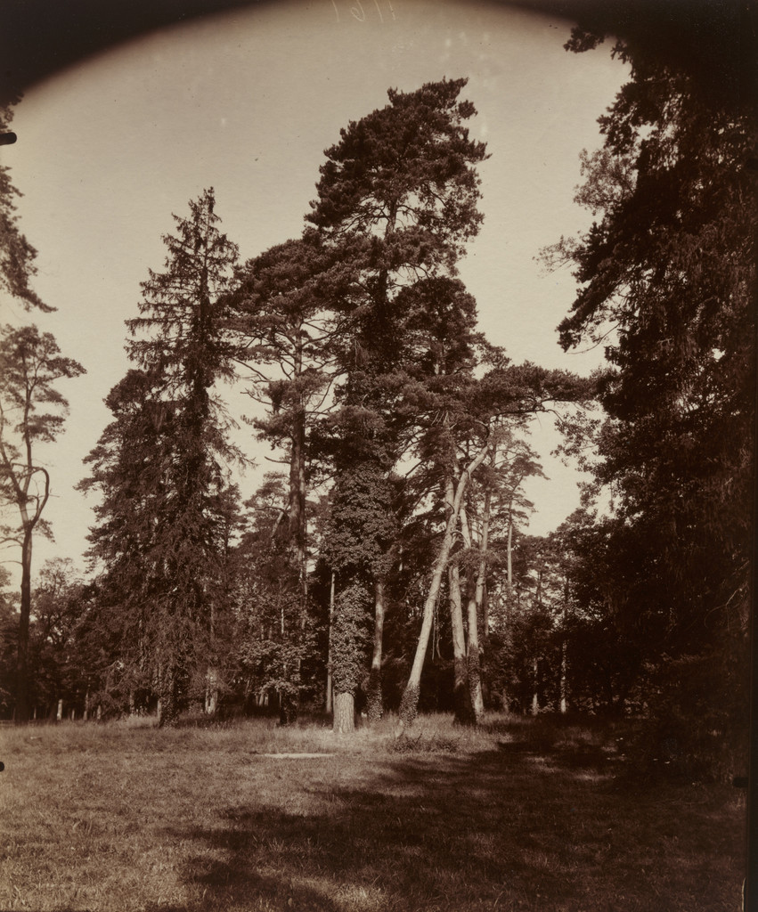 Trianon, Eugène Atget, 1922-23