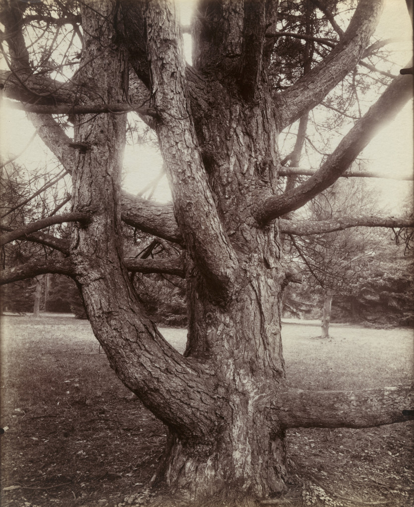 Sapin, Eugène Atget, 1910–14, Albumen silver print