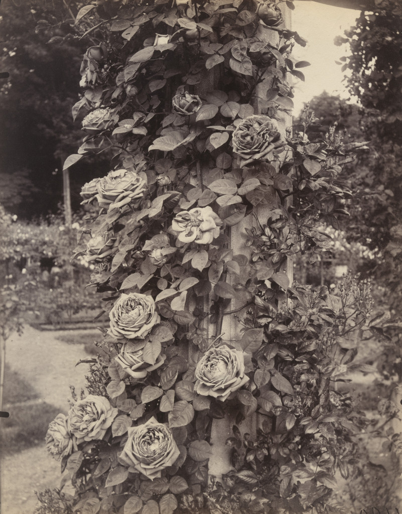 Roseraie de L'Haÿ
