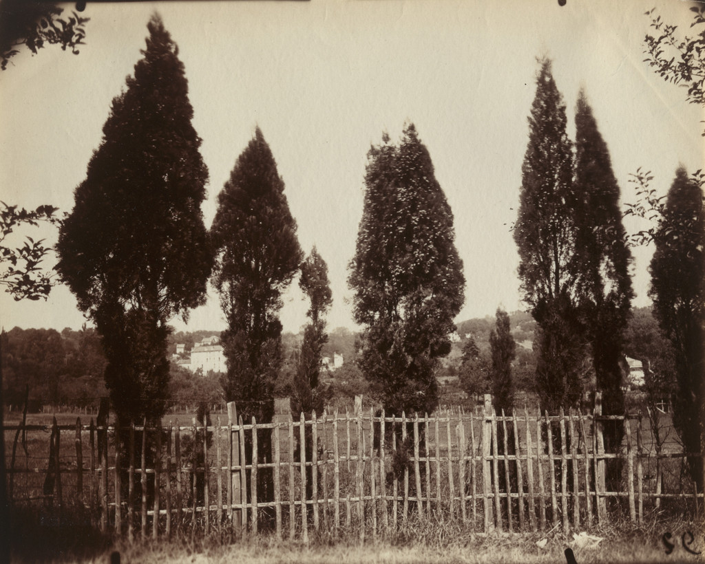 Cyprès (Fontenay)