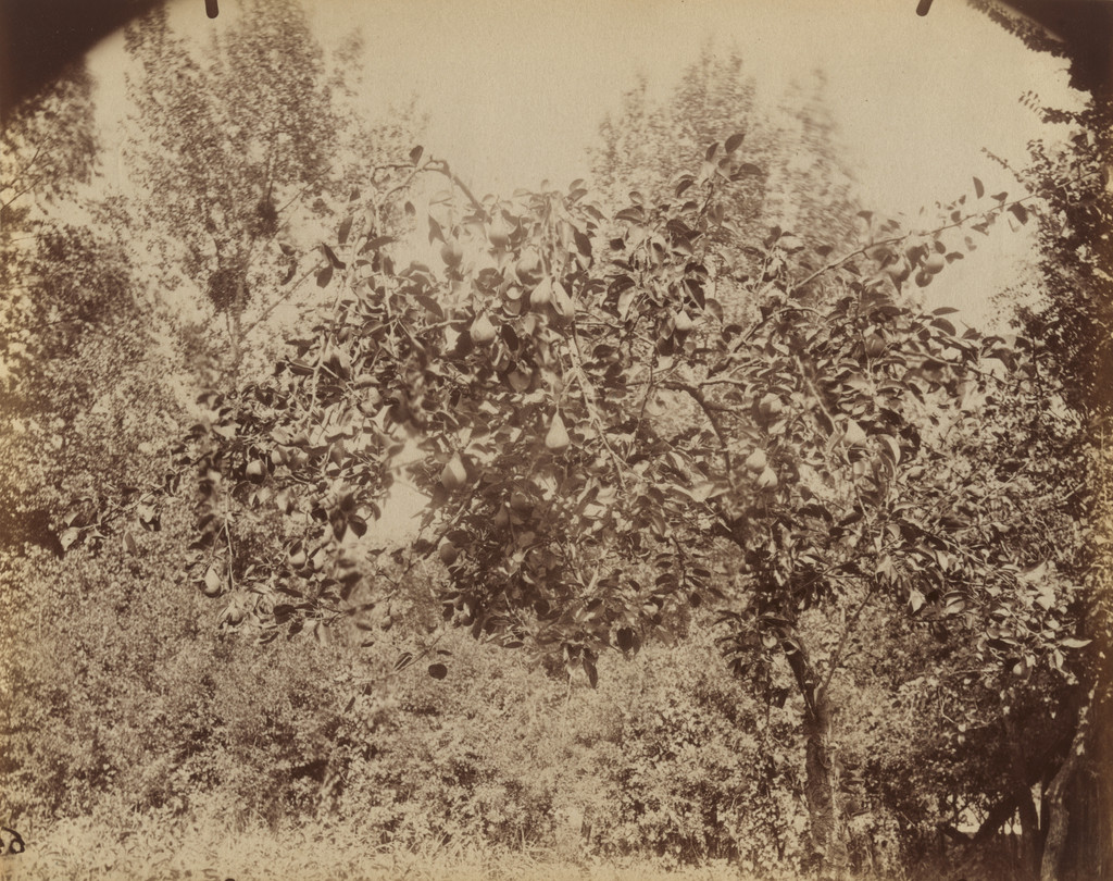 Poirier. Sucy-en-Brie, Eugène Atget, 1900–10, Albumen silver print