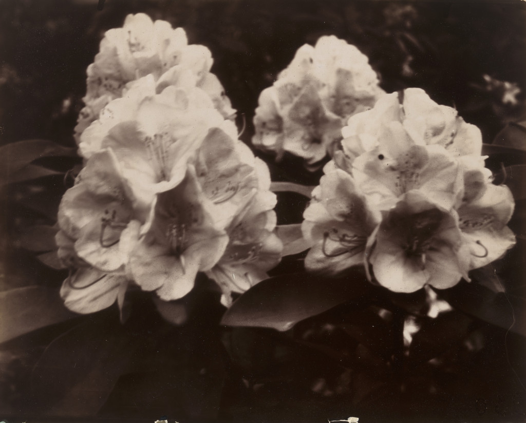 Fleurs