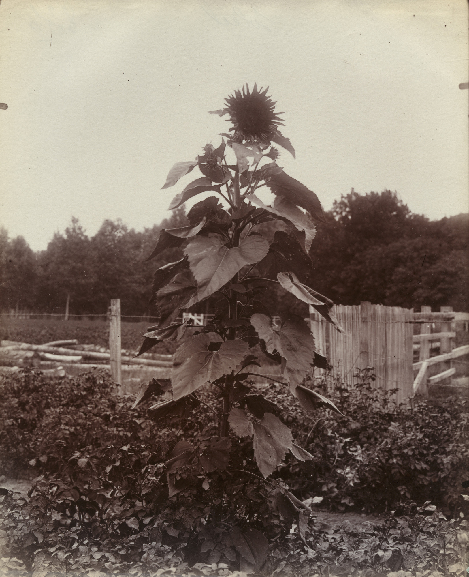 Eugène Atget. Soleil