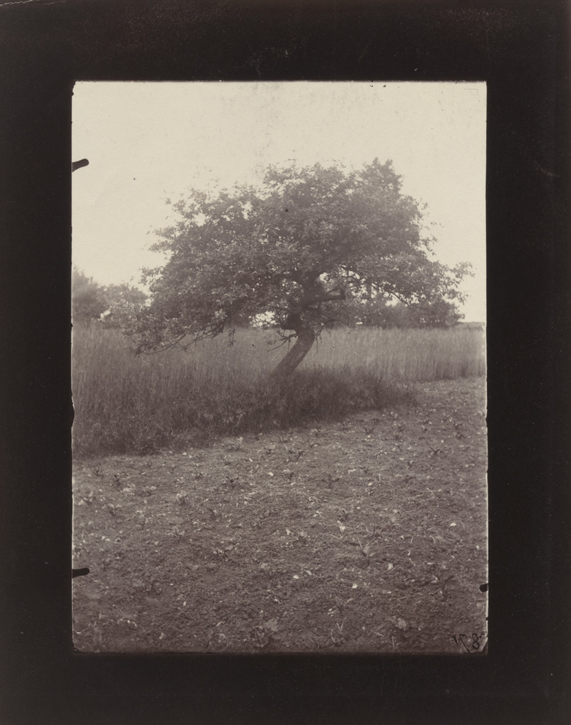Pommier