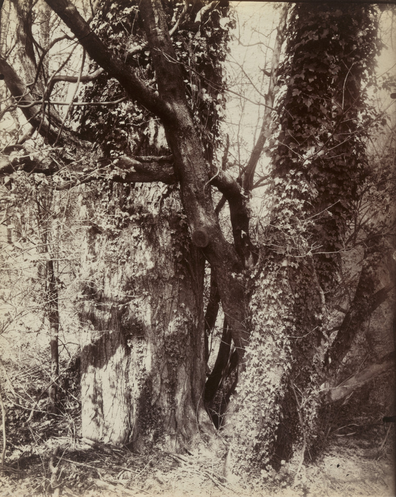 Garches (Arbres)