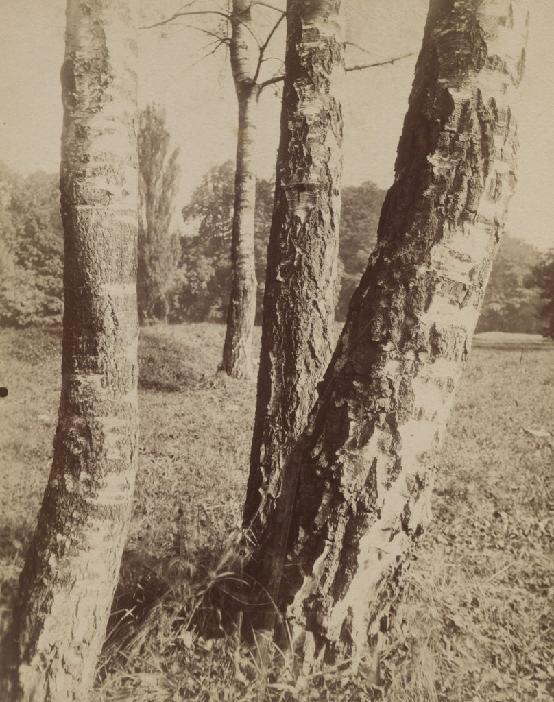 Villeneuve-l'Étang
