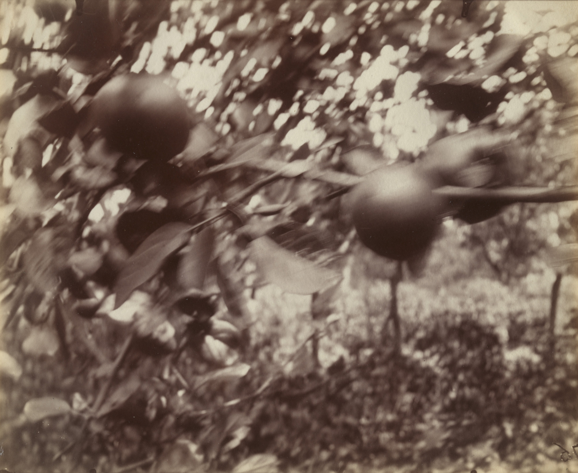 Eugène Atget. Pommier (detail)