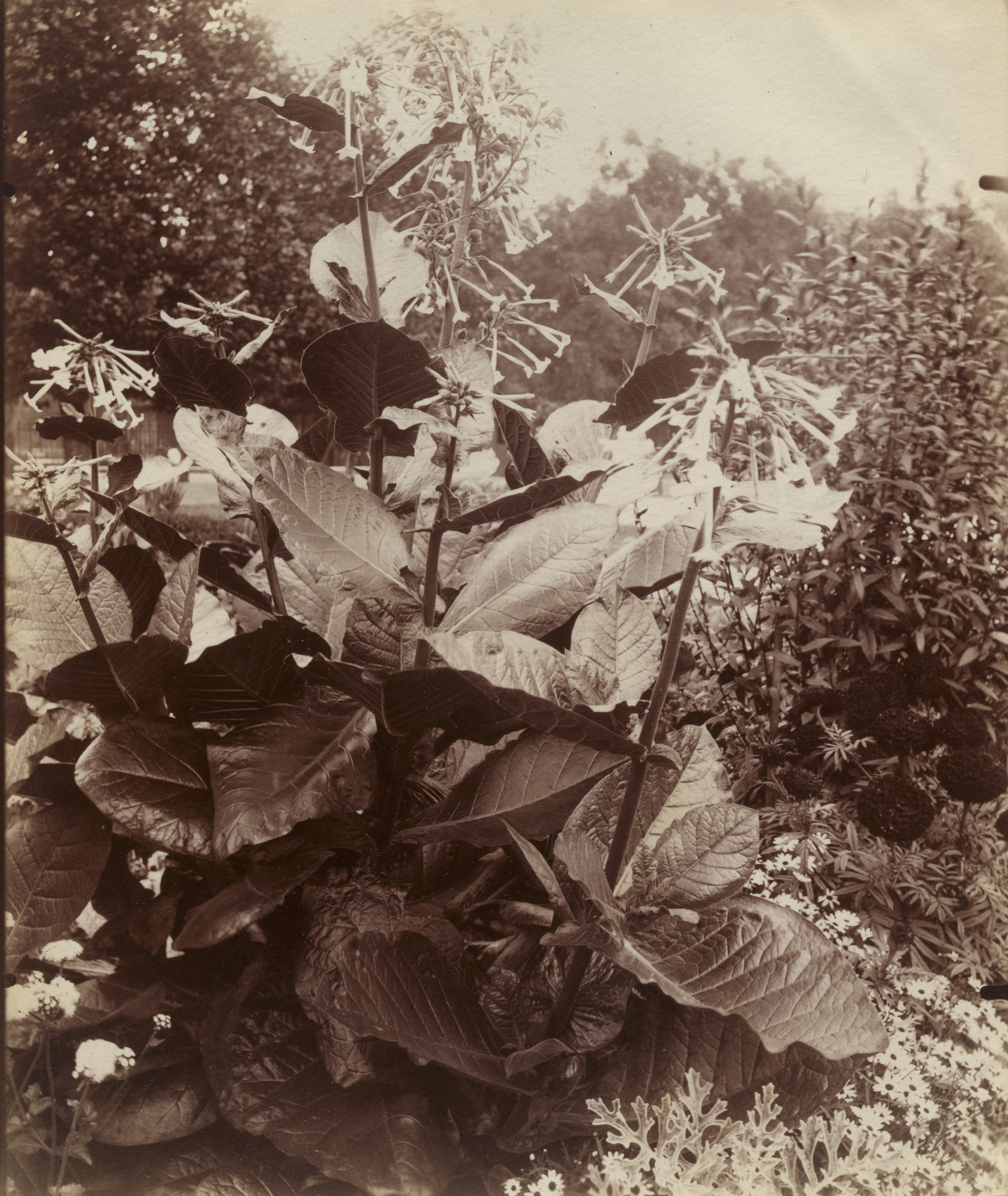 Eugène Atget. Tabac