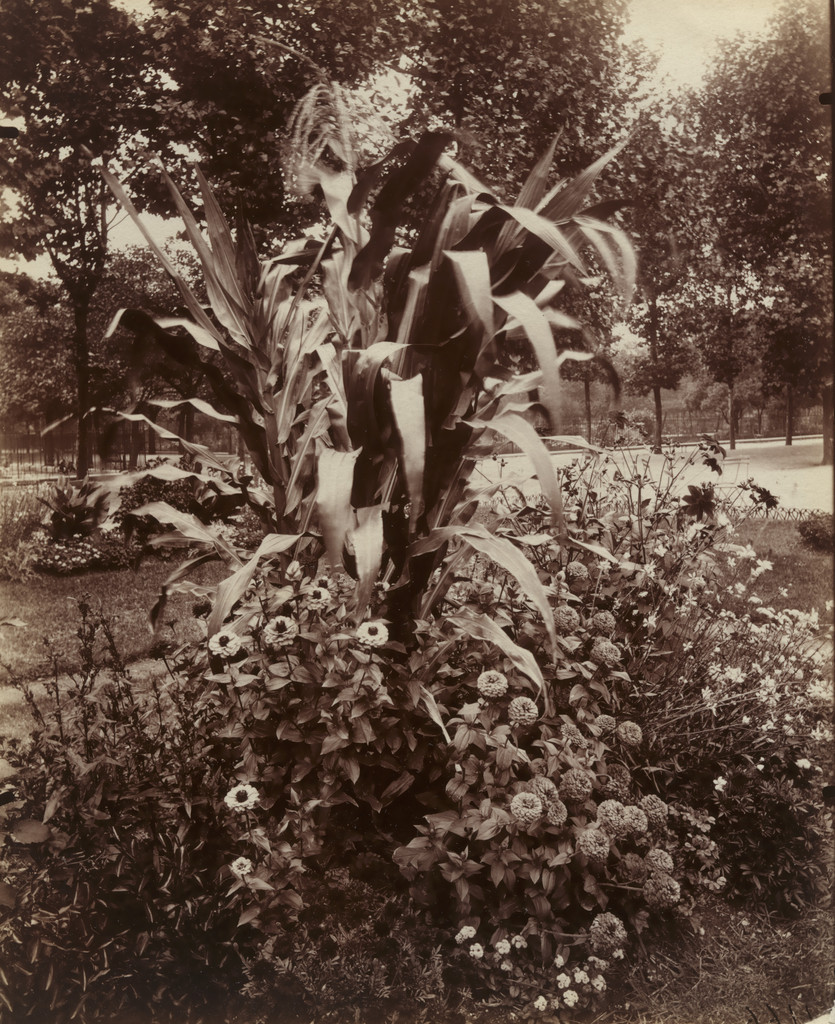 Corn and Zinnias