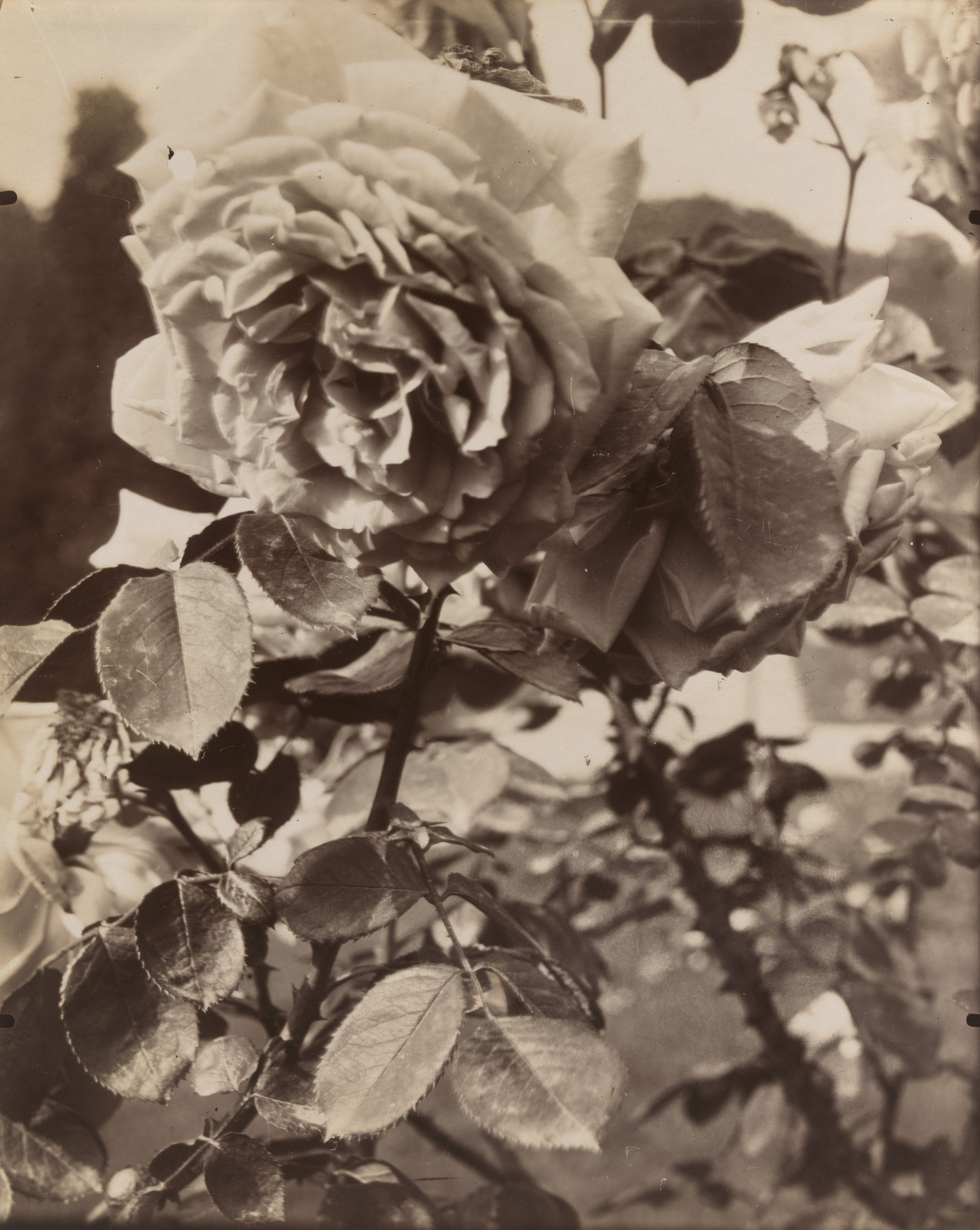 Eugène Atget. Roses