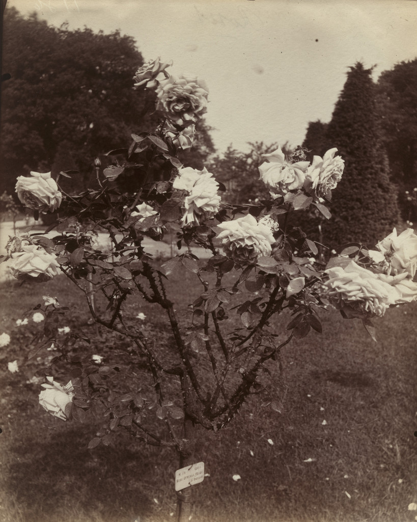 Roses