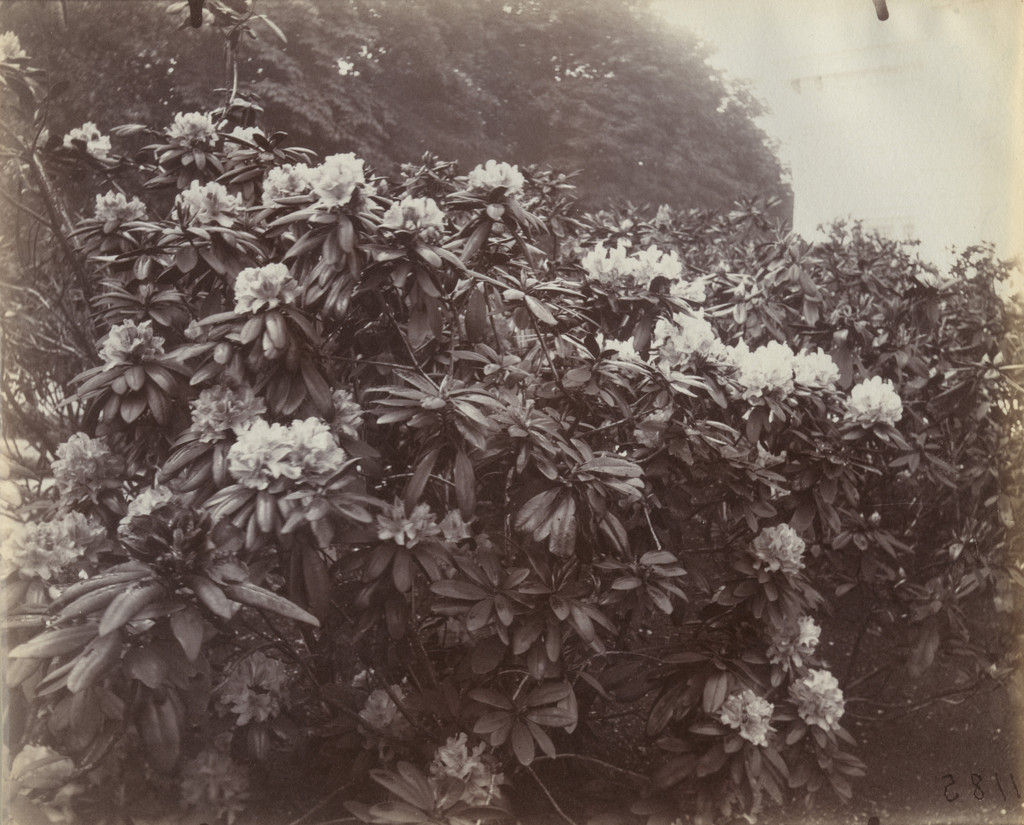 Rhododendrons