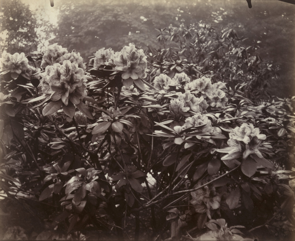 Rhododendrons