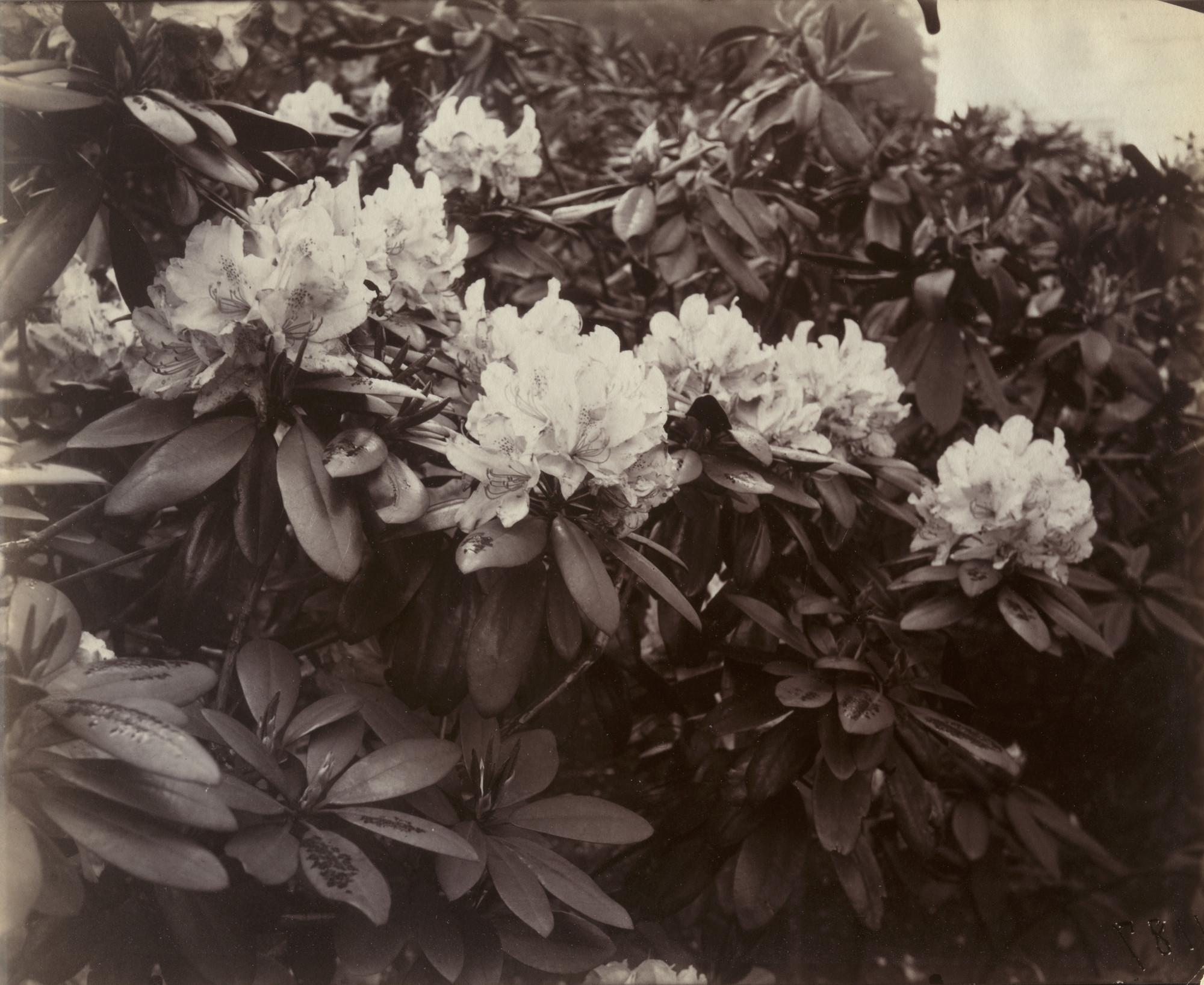 Eugène Atget. Rhododendrons
