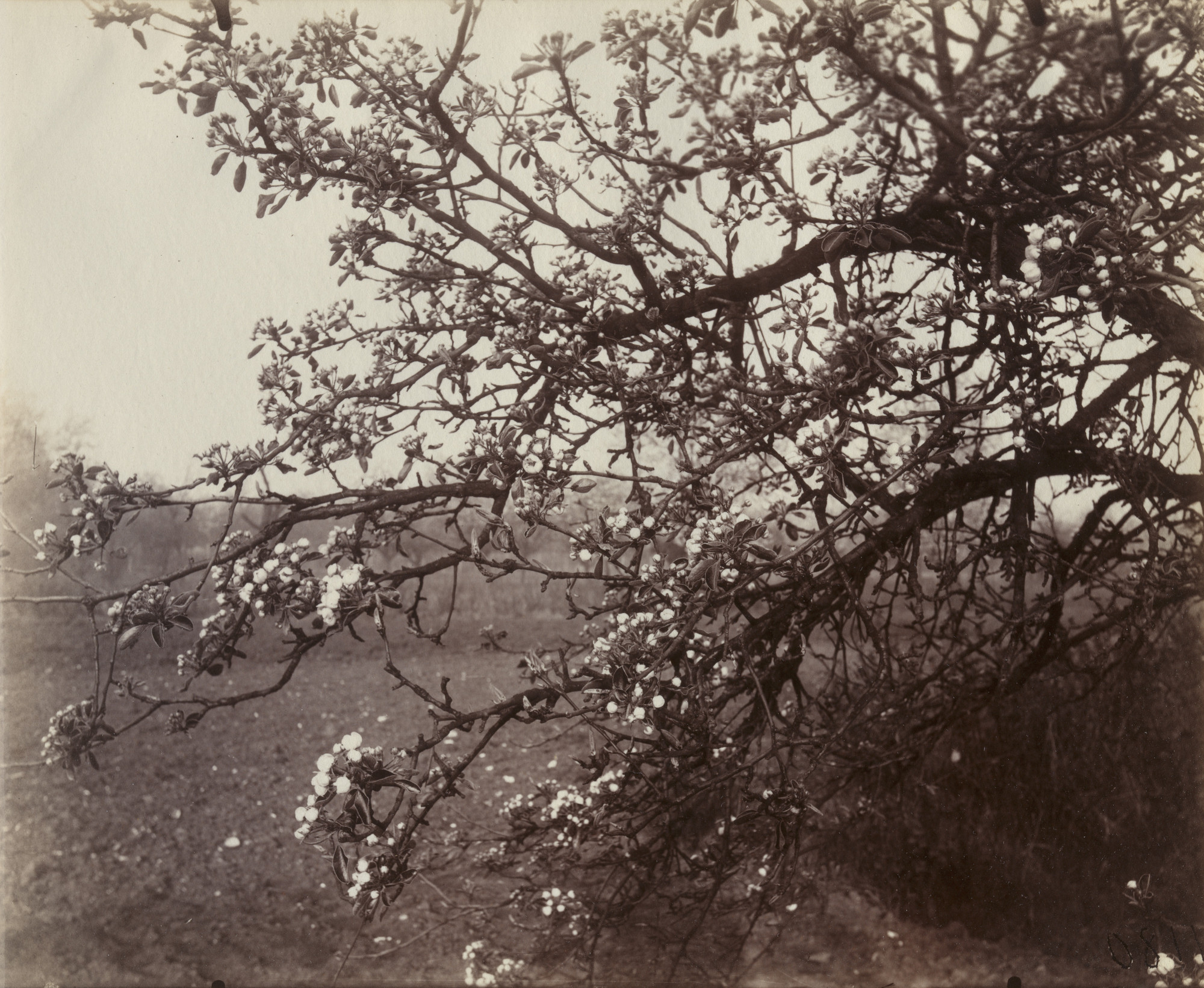 Eugène Atget. Poirier