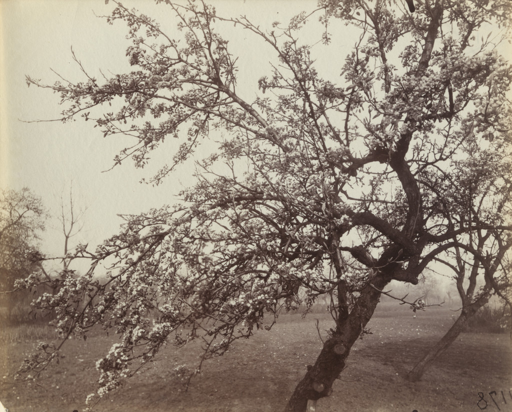 Poirier en fleurs