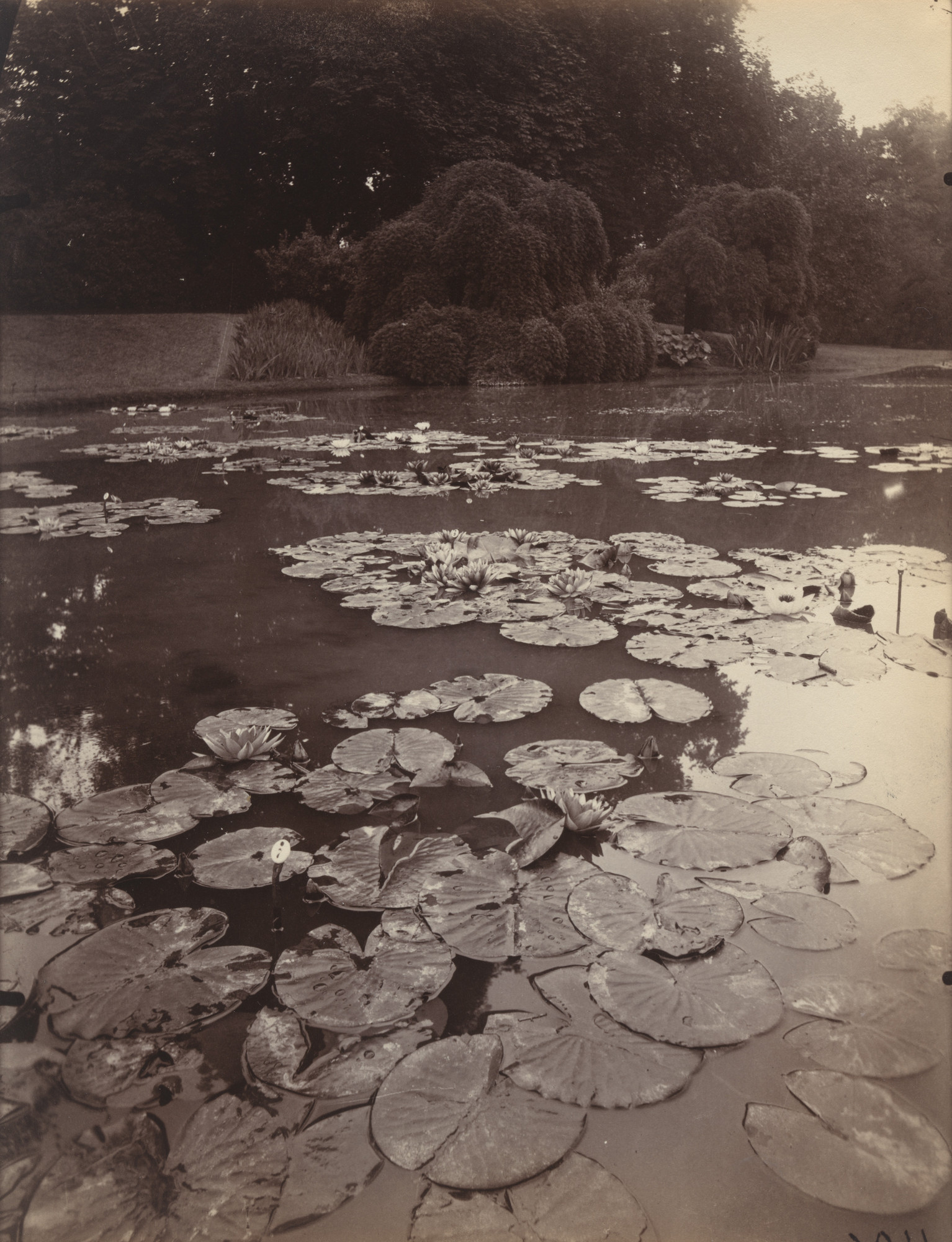 Eugène Atget. Nymphéa