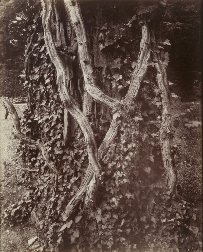 Acacia, Robinier Commun