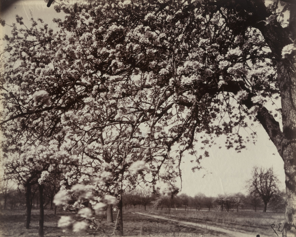 Poirier en fleurs