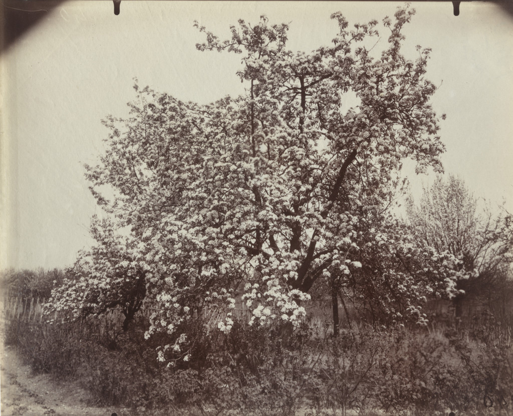 Cerisier