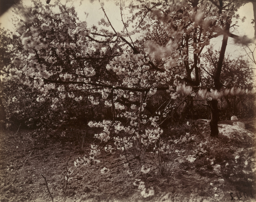 Branche Cerisier. Fleurs