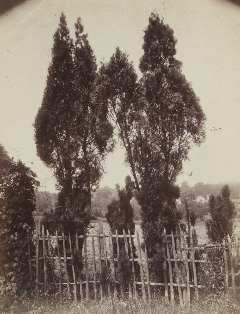 Cyprès