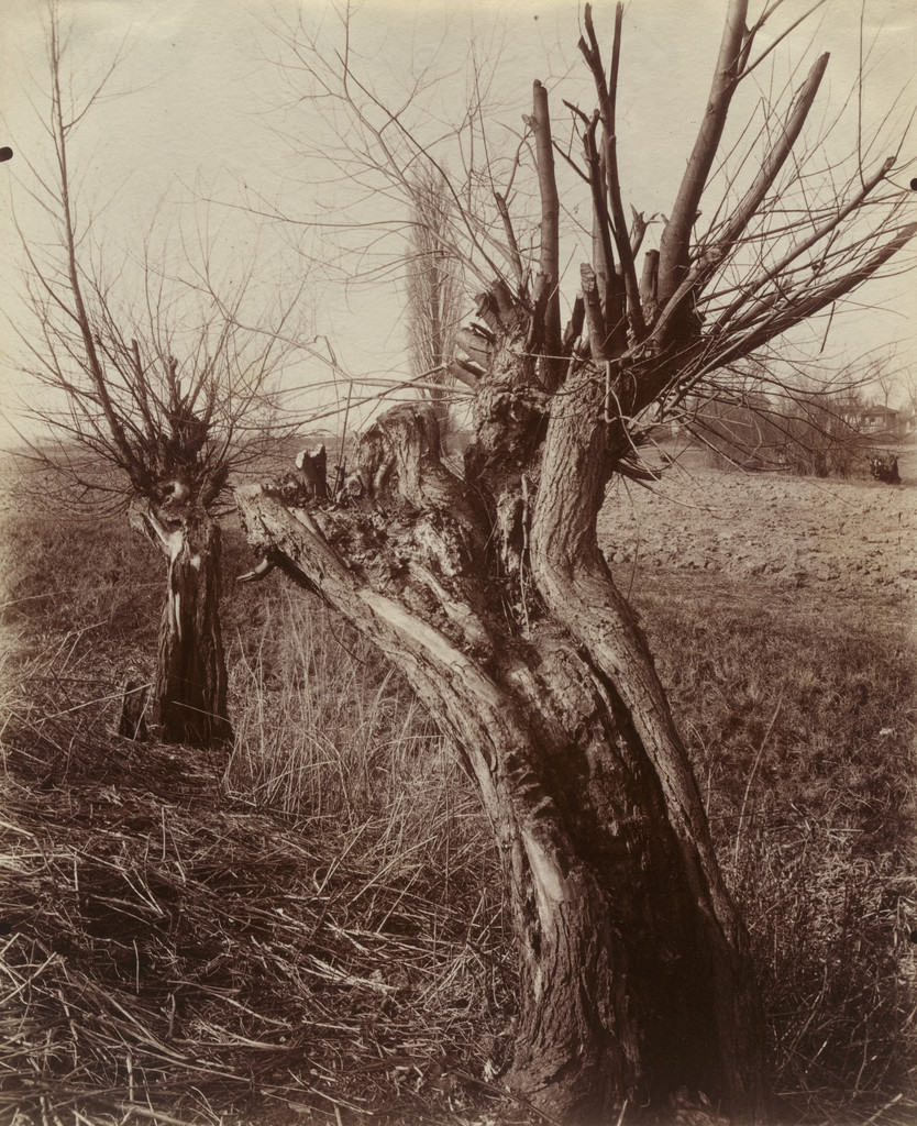 La Varenne, saules