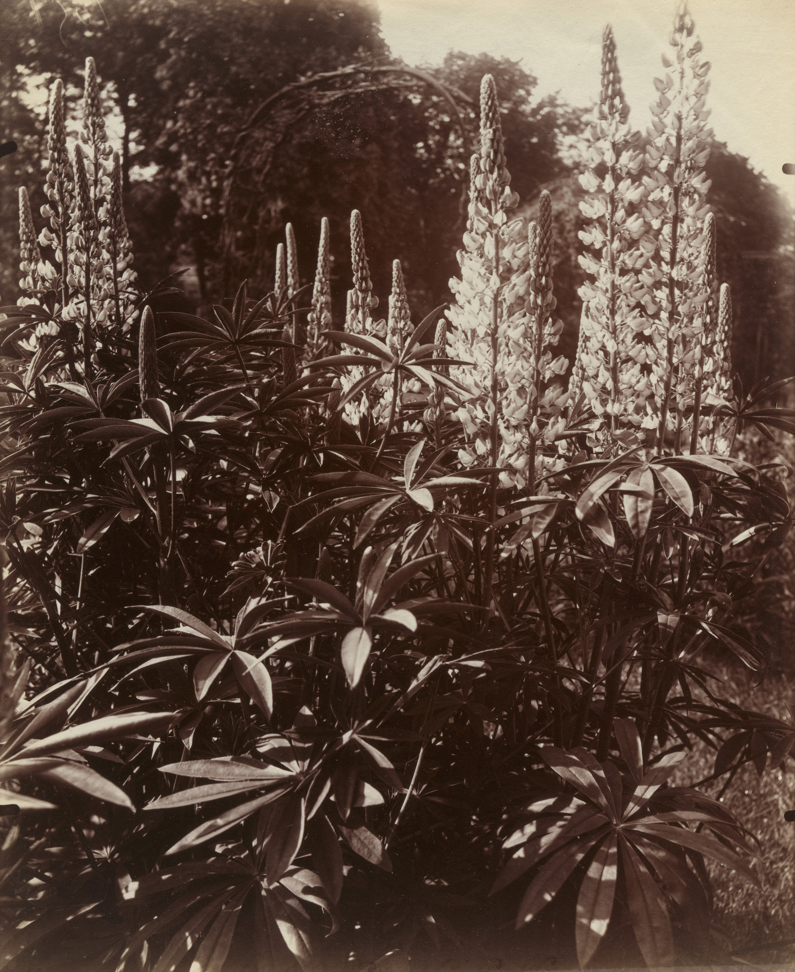 Eugène Atget. Lubin de Bohème
