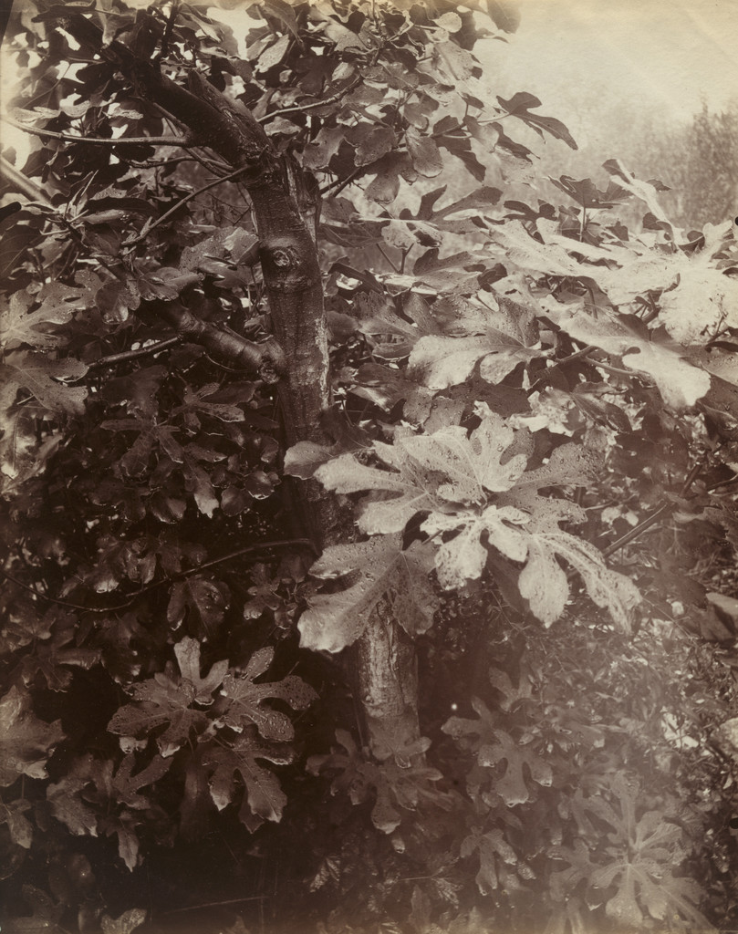 Figuier, Eugène Atget, 1921