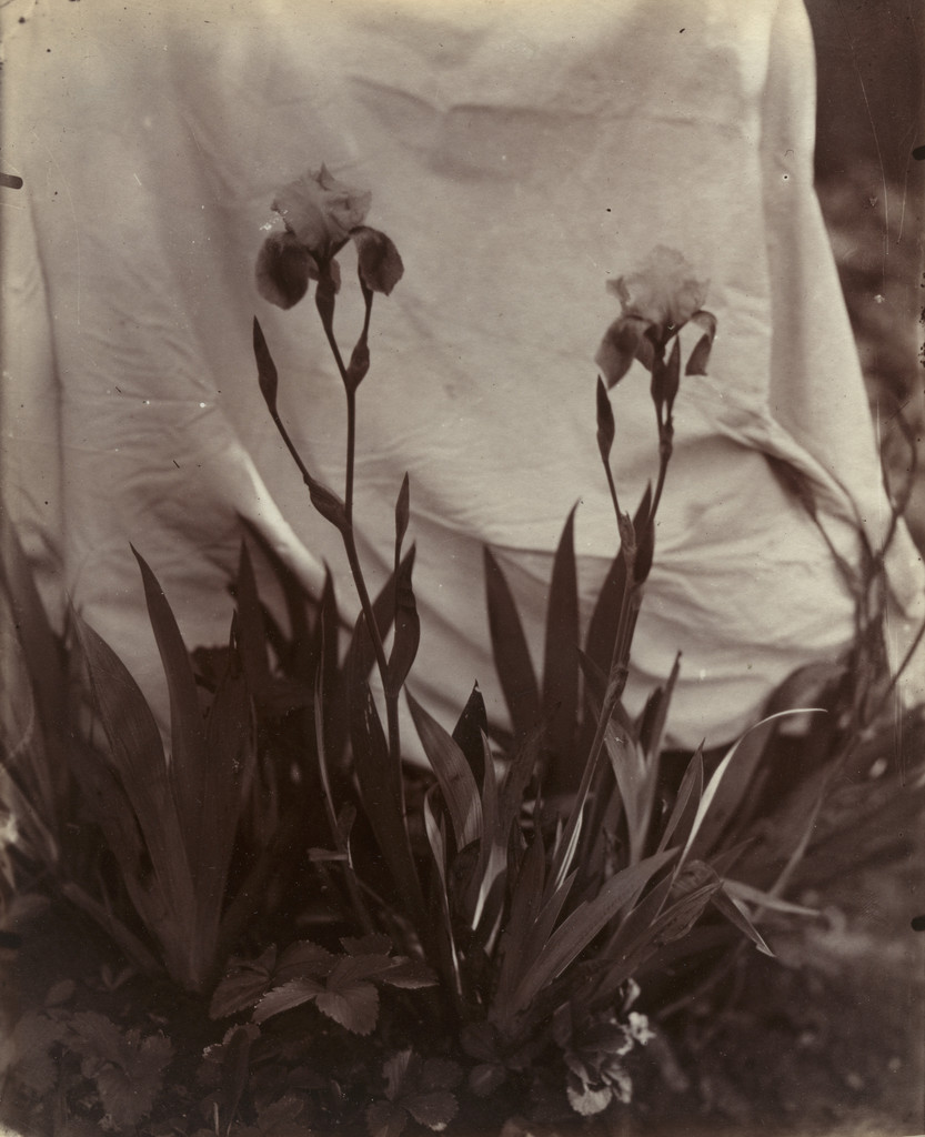 Iris, Eugène Atget, Before 1900